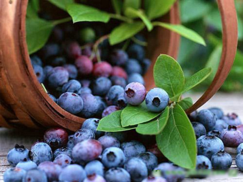 <b>蓝莓的功效与作用 做饮料可好</b>